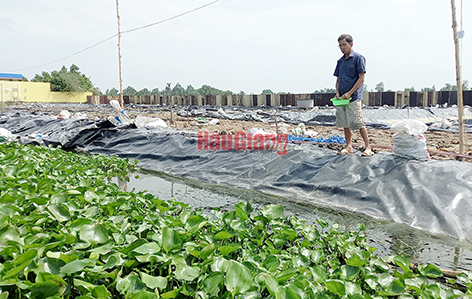 Nuôi lươn không bùn xuất khẩu ở Hậu Giang bán giá cao hơn lươn nuôi thông thường từ 20.000-25.000 đồng/kg - Ảnh 1.