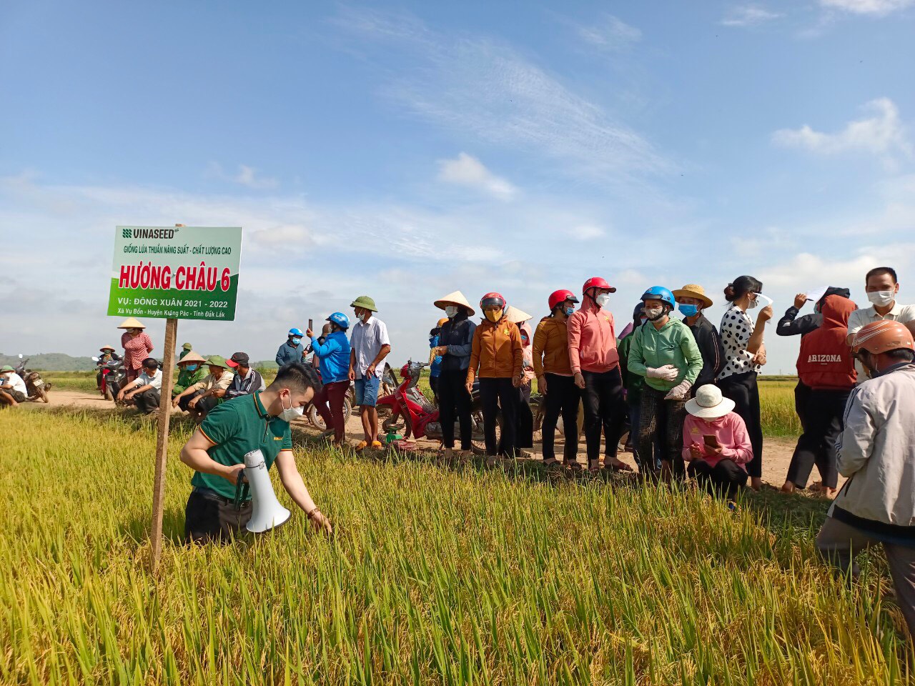 Đắk Lắk: Nông dân được tiếp cận giống lúa mới cho năng suất, chất lượng cao - Ảnh 1.