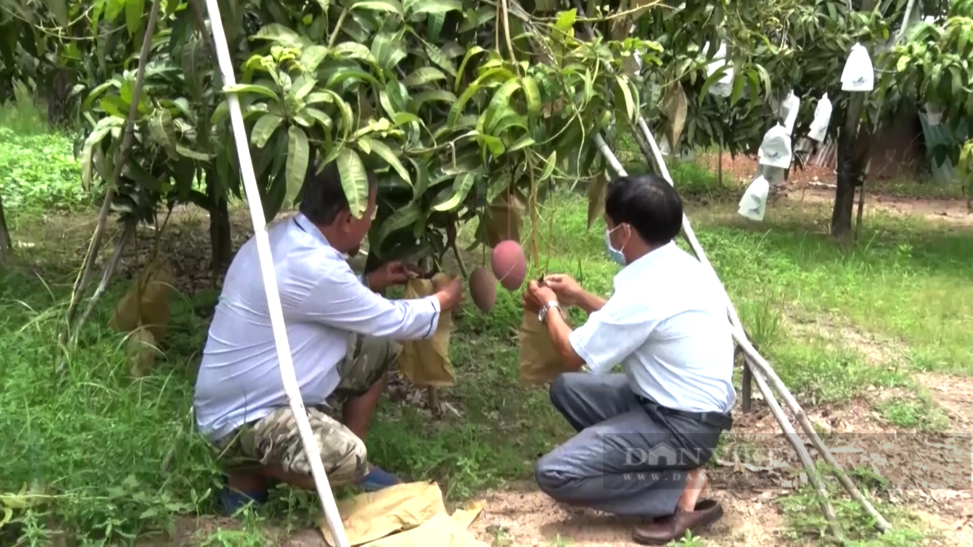 Xoài mất giá kỷ lục, nông dân thua lỗ than không còn vốn tái đầu tư - Ảnh 3.