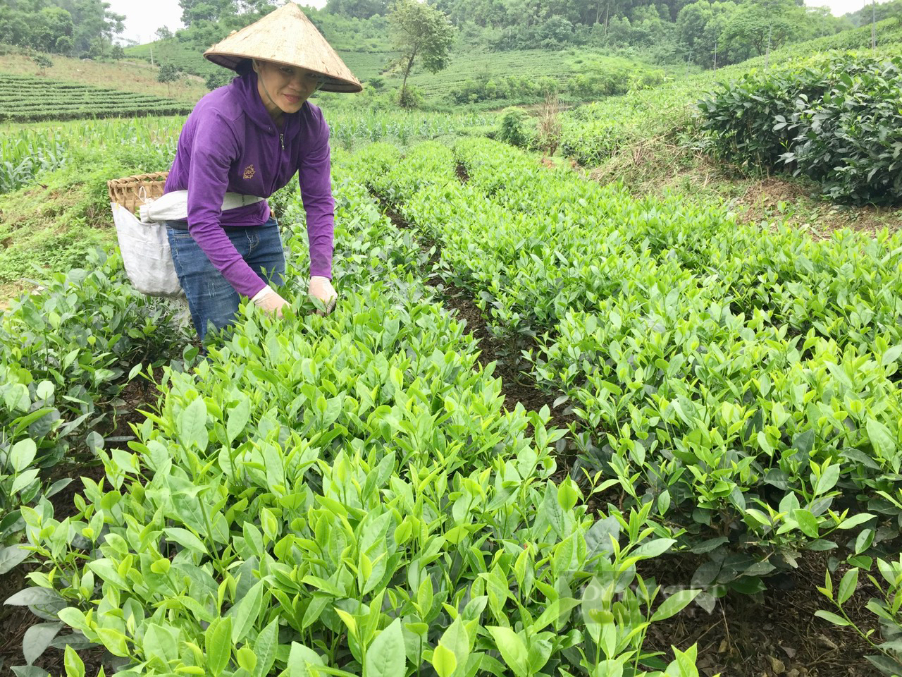 Tâm tư, kiến nghị gửi Thủ tướng: Nông dân “còng lưng” vì giá phân bón tăng, mong sớm bình ổn giá phân bón - Ảnh 3.