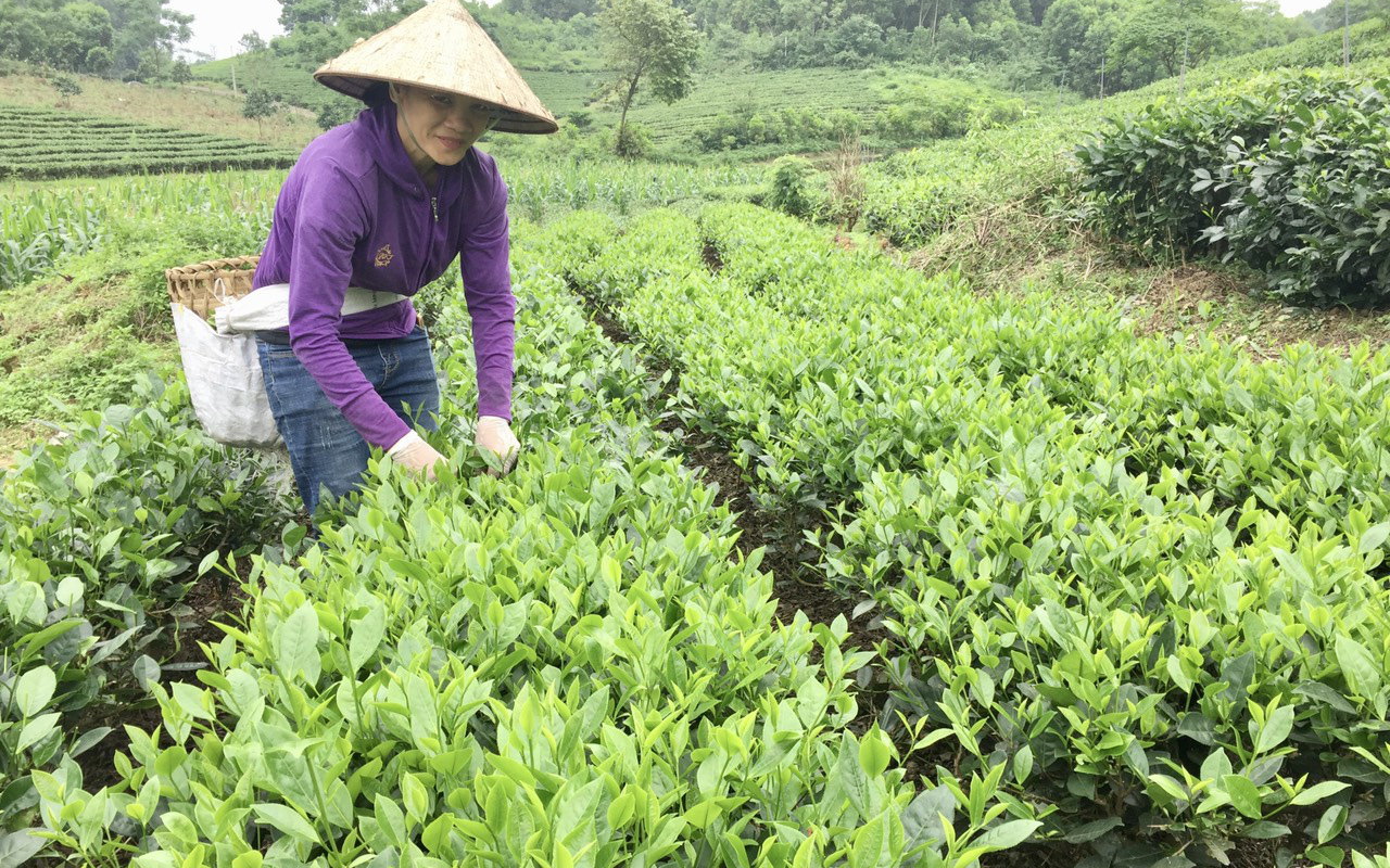 Tâm tư, kiến nghị gửi Thủ tướng: Nông dân “còng lưng” vì giá phân bón tăng, mong sớm bình ổn giá phân bón