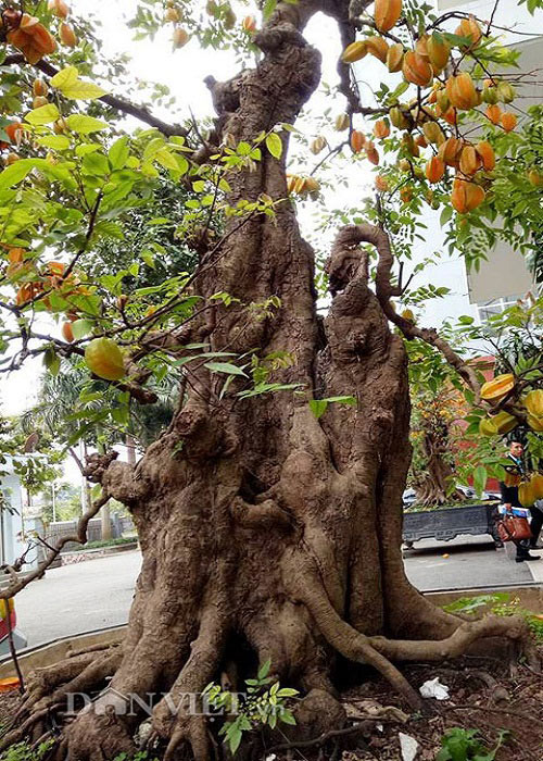 Loại cây cảnh &quot;đa-zi-năng&quot; được giới sành cây cảnh &quot;săn lùng&quot; ráo riết - Ảnh 2.