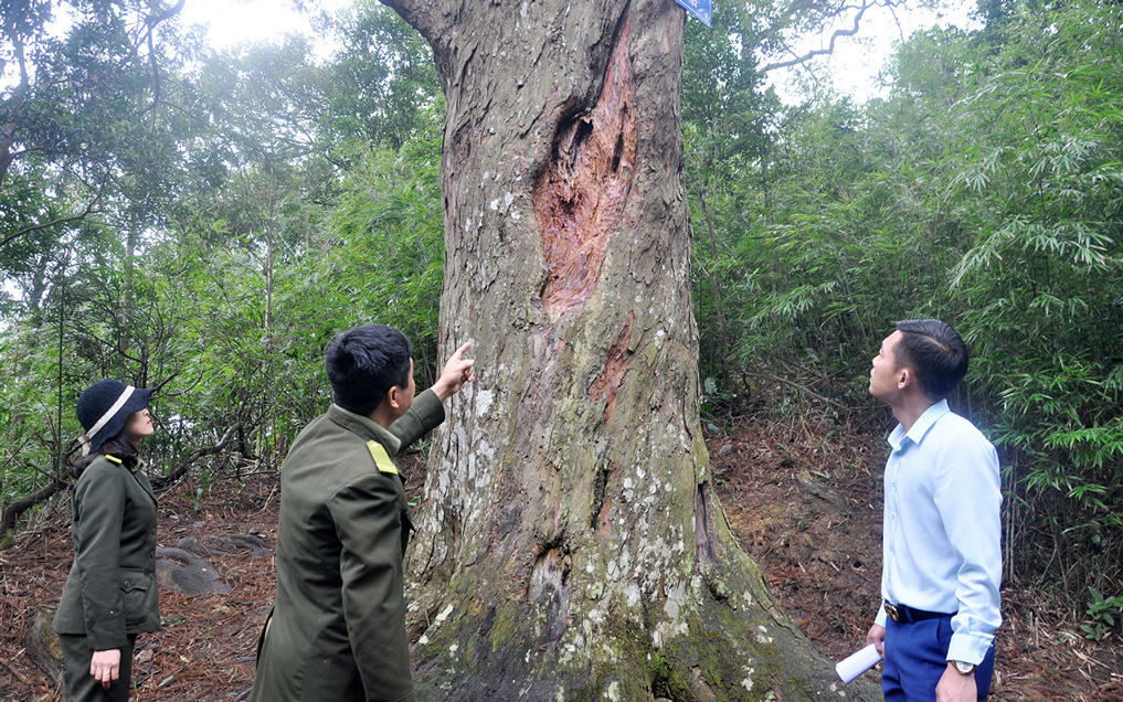 Rừng cây cổ thụ rễ bò như con rắn ở Yên Tử của Quảng Ninh là cây gì mà mấy trăm năm vẫn sừng sững?