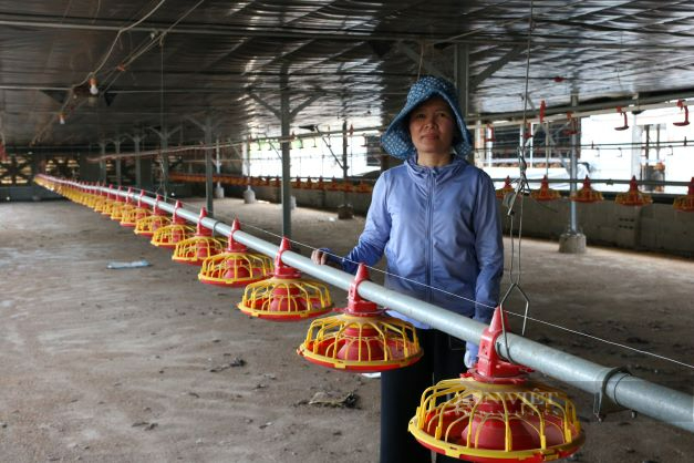 Nhận nuôi gà gia công cho công ty Japfa Comfeed Việt Nam, nhiều nông dân Ninh Thuận vỡ mộng - Ảnh 4.