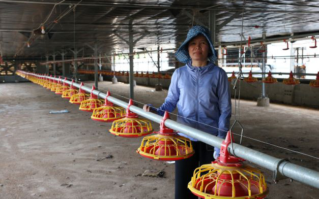 Nhận nuôi gà gia công cho công ty Japfa Comfeed Việt Nam, nông dân Ninh Thuận ôm nợ
