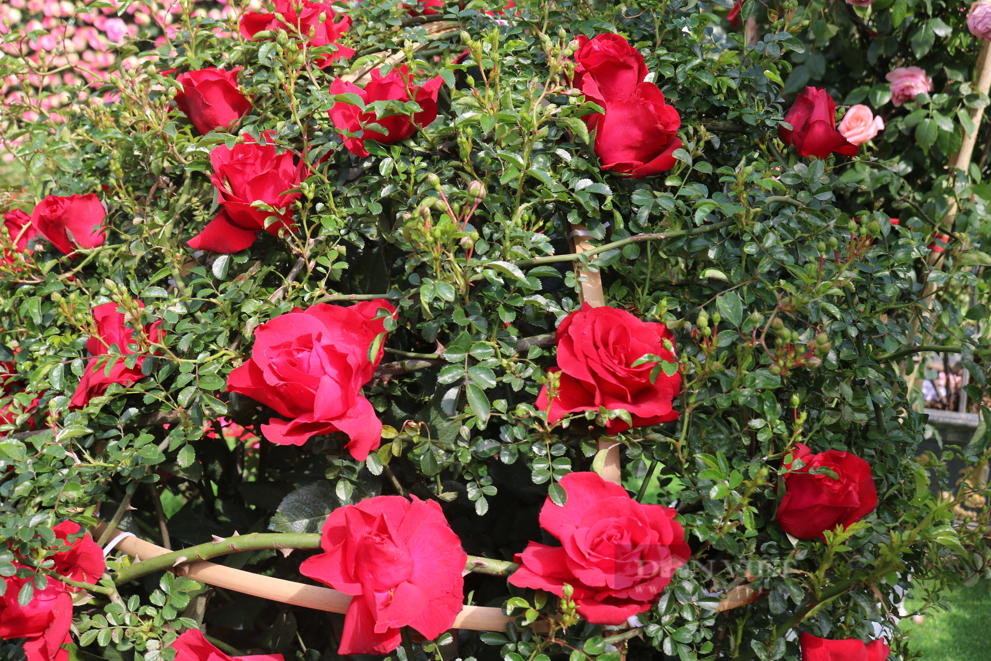 Rực rỡ sắc màu &quot;Lễ hội hoa hồng Fansipan 2022&quot; tại Sa Pa - Ảnh 7.