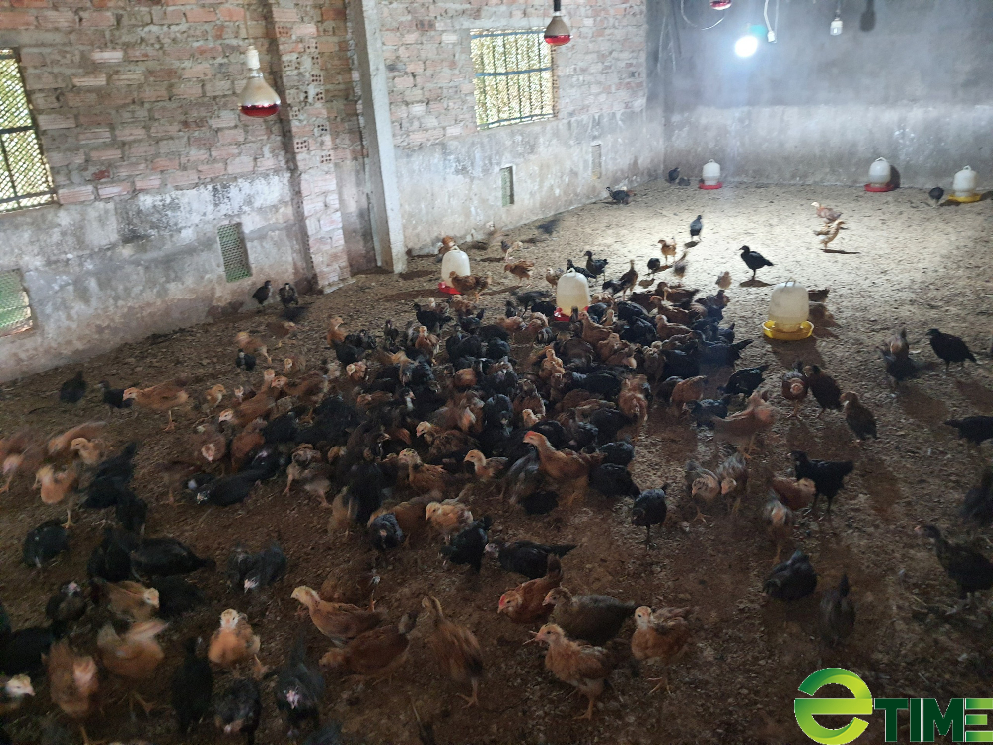 Đà Nẵng: Được vốn ưu đãi tiếp sức, lão nông thu tiền rủng rỉnh nhờ nuôi gà - Ảnh 2.