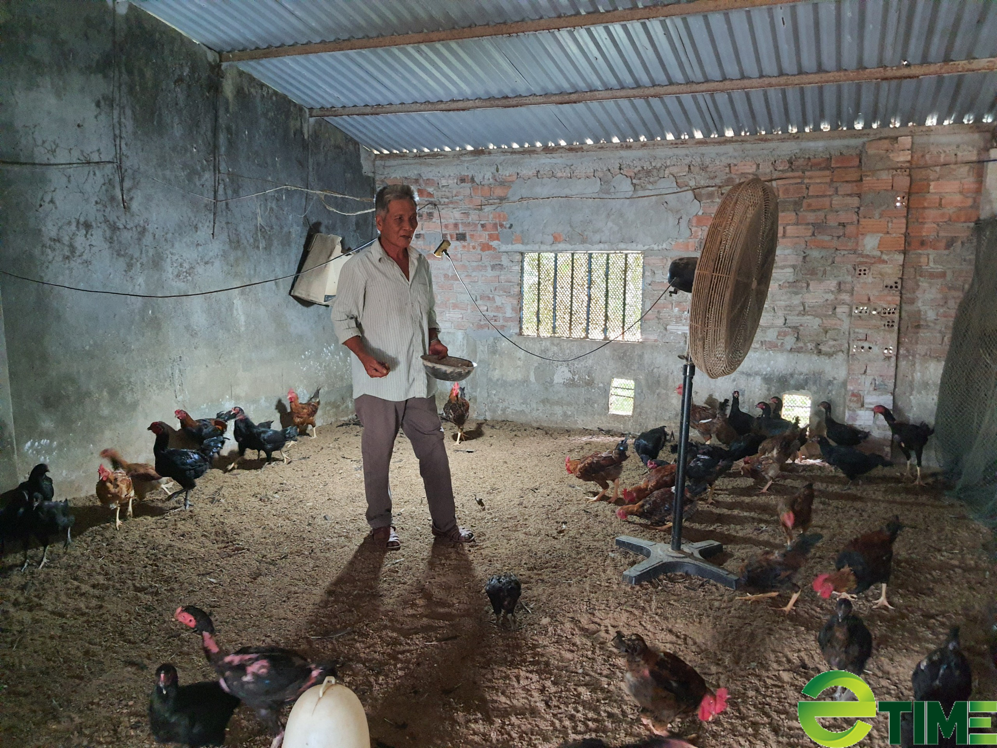 Đà Nẵng: Được vốn ưu đãi tiếp sức, lão nông thu tiền rủng rỉnh nhờ nuôi gà - Ảnh 4.