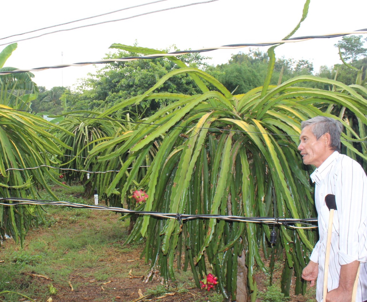 Mãi mê chạy theo phong trào, bây giờ thanh long, bưởi da xanh rớt giá, có nông dân Đồng Nai biết trồng cây gì đây - Ảnh 3.