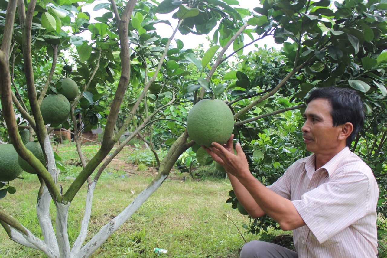 Mãi mê chạy theo phong trào, bây giờ thanh long, bưởi da xanh rớt giá, có nông dân Đồng Nai biết trồng cây gì đây - Ảnh 1.