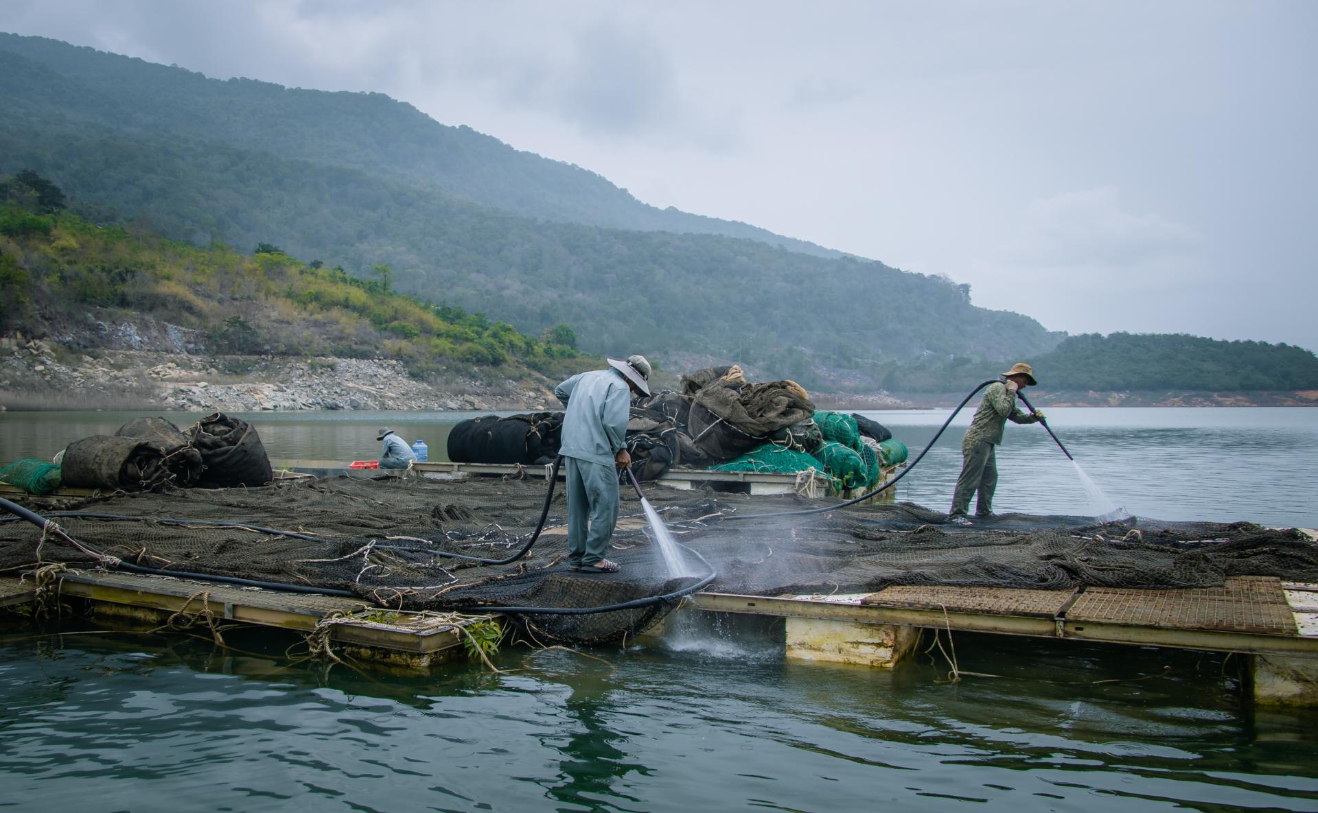 Làm lồng khổng lồ nuôi la liệt cá đặc sản dưới hồ thủy điện ở Đắk Lắk, có thứ cá tầm 20 năm mới đẻ - Ảnh 6.