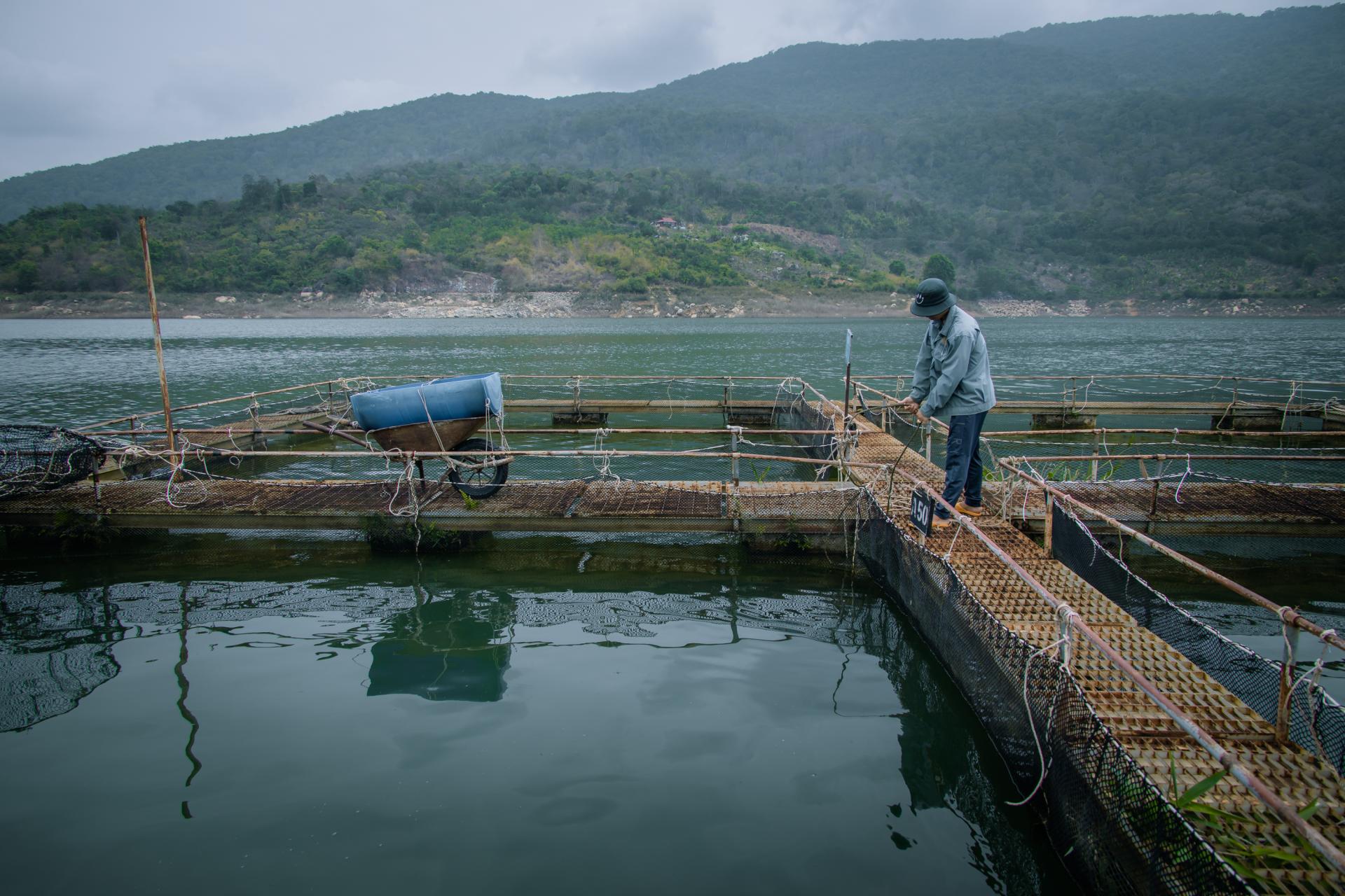 Làm lồng khổng lồ nuôi la liệt cá đặc sản dưới hồ thủy điện ở Đắk Lắk, có thứ cá tầm 20 năm mới đẻ - Ảnh 3.