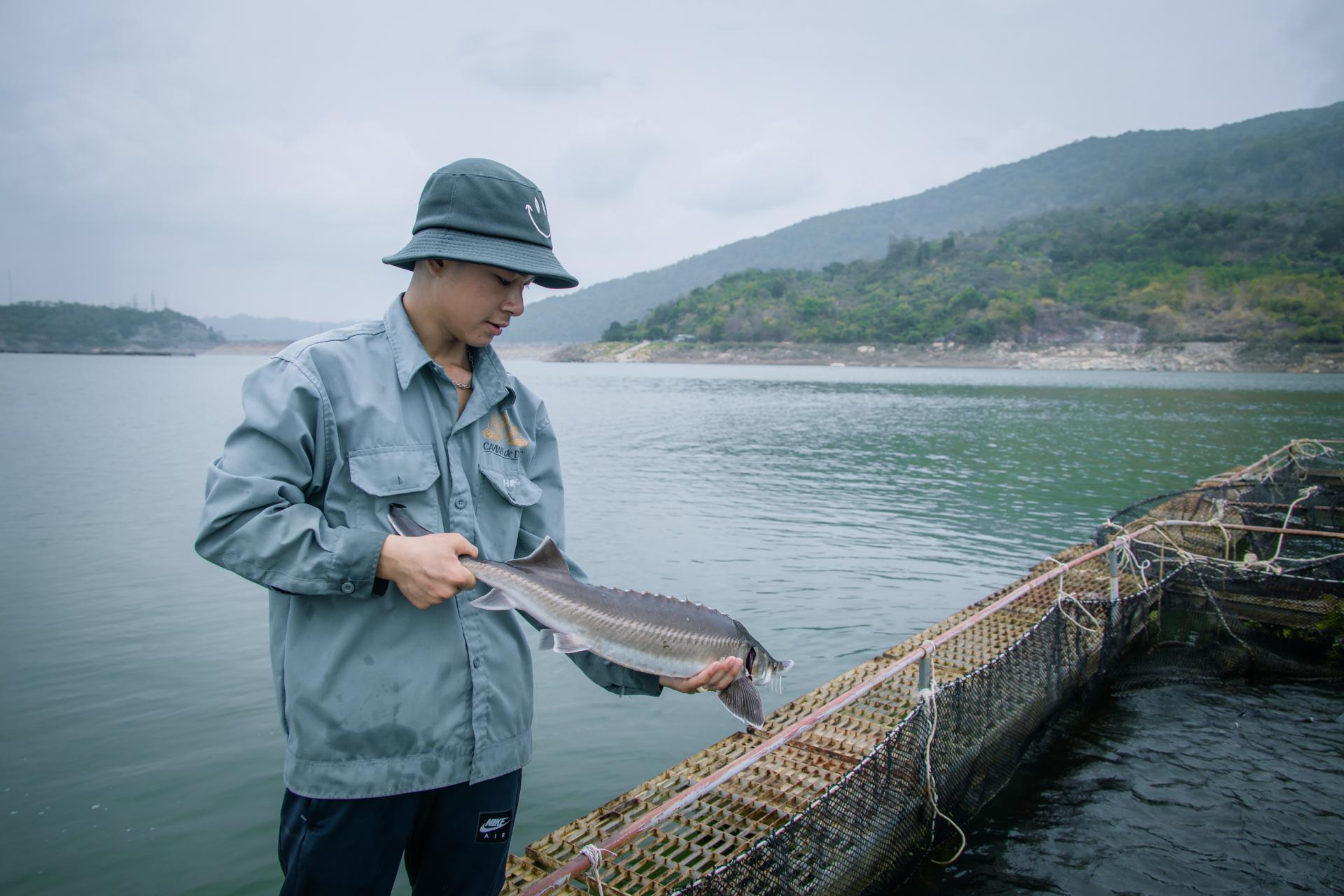 Làm lồng khổng lồ nuôi la liệt cá đặc sản dưới hồ thủy điện ở Đắk Lắk, có thứ cá tầm 20 năm mới đẻ - Ảnh 4.