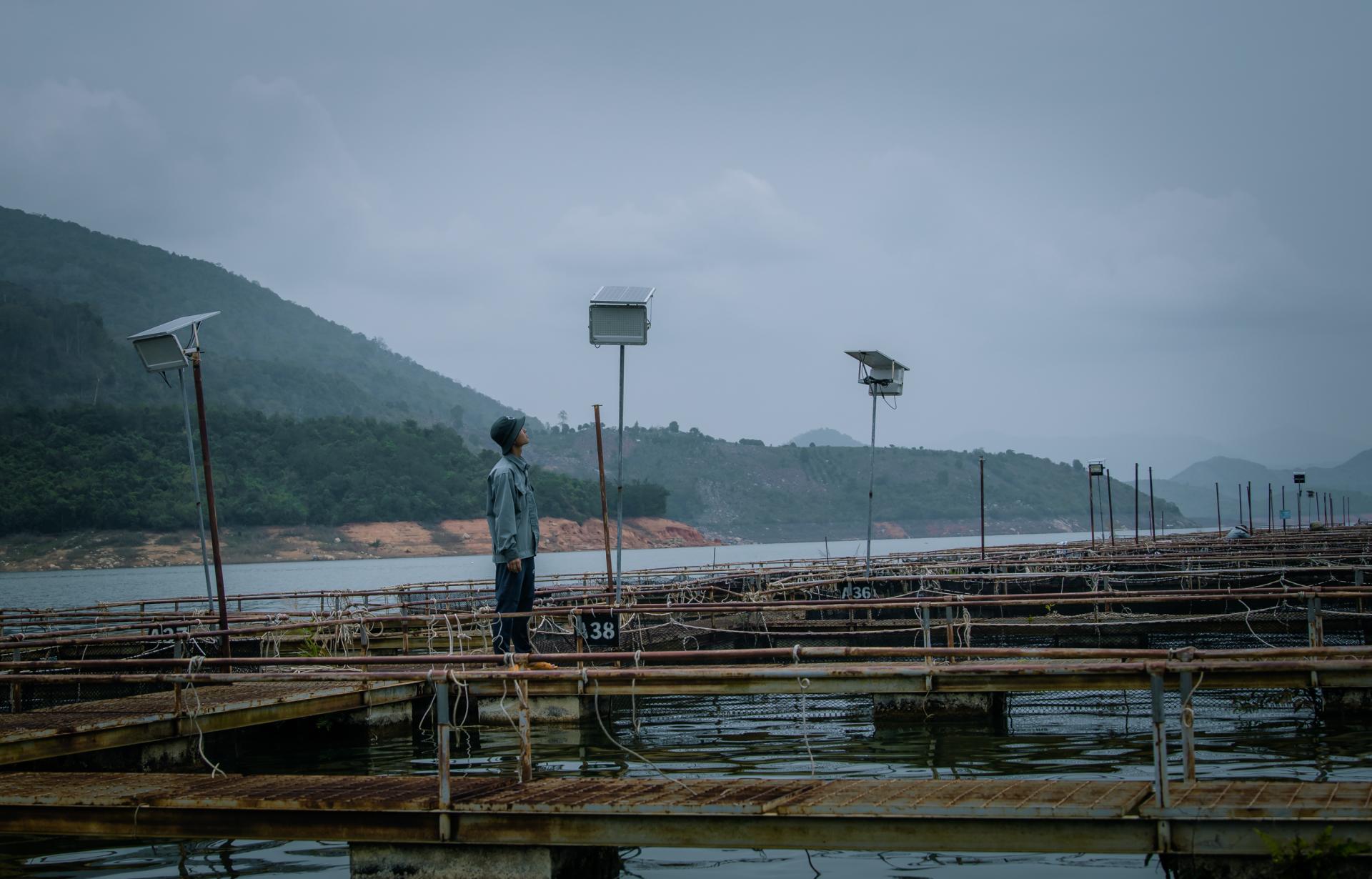 Làm lồng khổng lồ nuôi la liệt cá đặc sản dưới hồ thủy điện ở Đắk Lắk, có thứ cá tầm 20 năm mới đẻ - Ảnh 5.