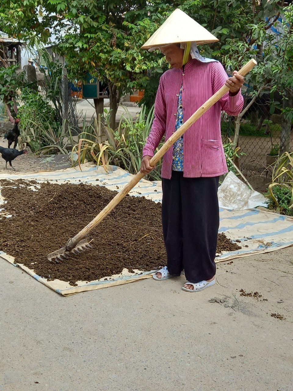Nông dân ở nơi này của Bình Thuận tăng thu nhập nhờ nhặt thứ nhiều người &quot;bịt mũi&quot; phơi khô bán &quot;hút hàng&quot; - Ảnh 1.