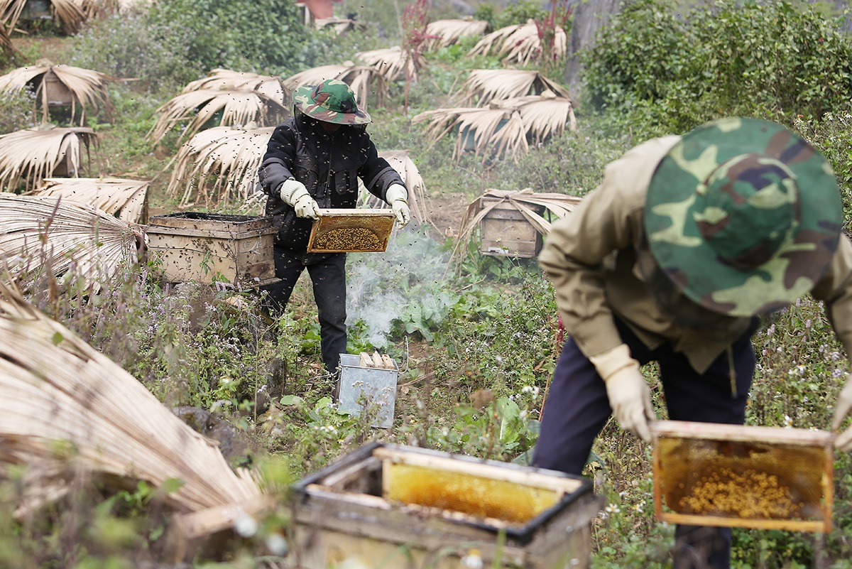 Tại sao mật ong Việt Nam lo khó cạnh tranh với mật ong Ấn Độ ở Mỹ? - Ảnh 1.