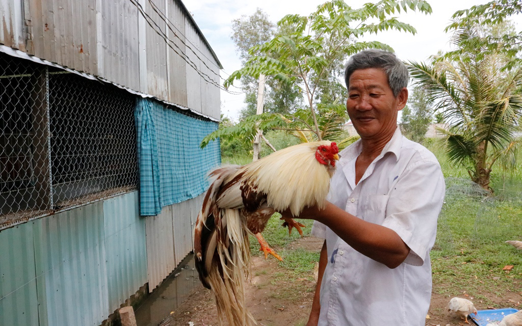 An Giang: Nuôi thứ gà đang hot, ngày tắm 2-3 lần, ăn uống như "đại gia", gặp con đẹp cả làng trầm trồ