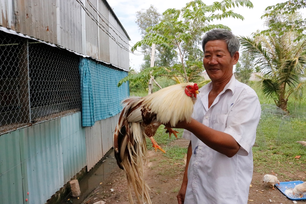 An Giang: Nuôi thứ gà đang hot, ngày tắm 2-3 lần, ăn uống như &quot;đại gia&quot;, gặp con đẹp cả làng trầm trồ - Ảnh 2.