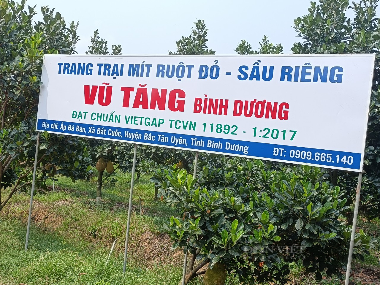 Bình Dương: 5.000 hộ nông dân chuẩn bị lên sàn thương mại điện tử - Ảnh 2.