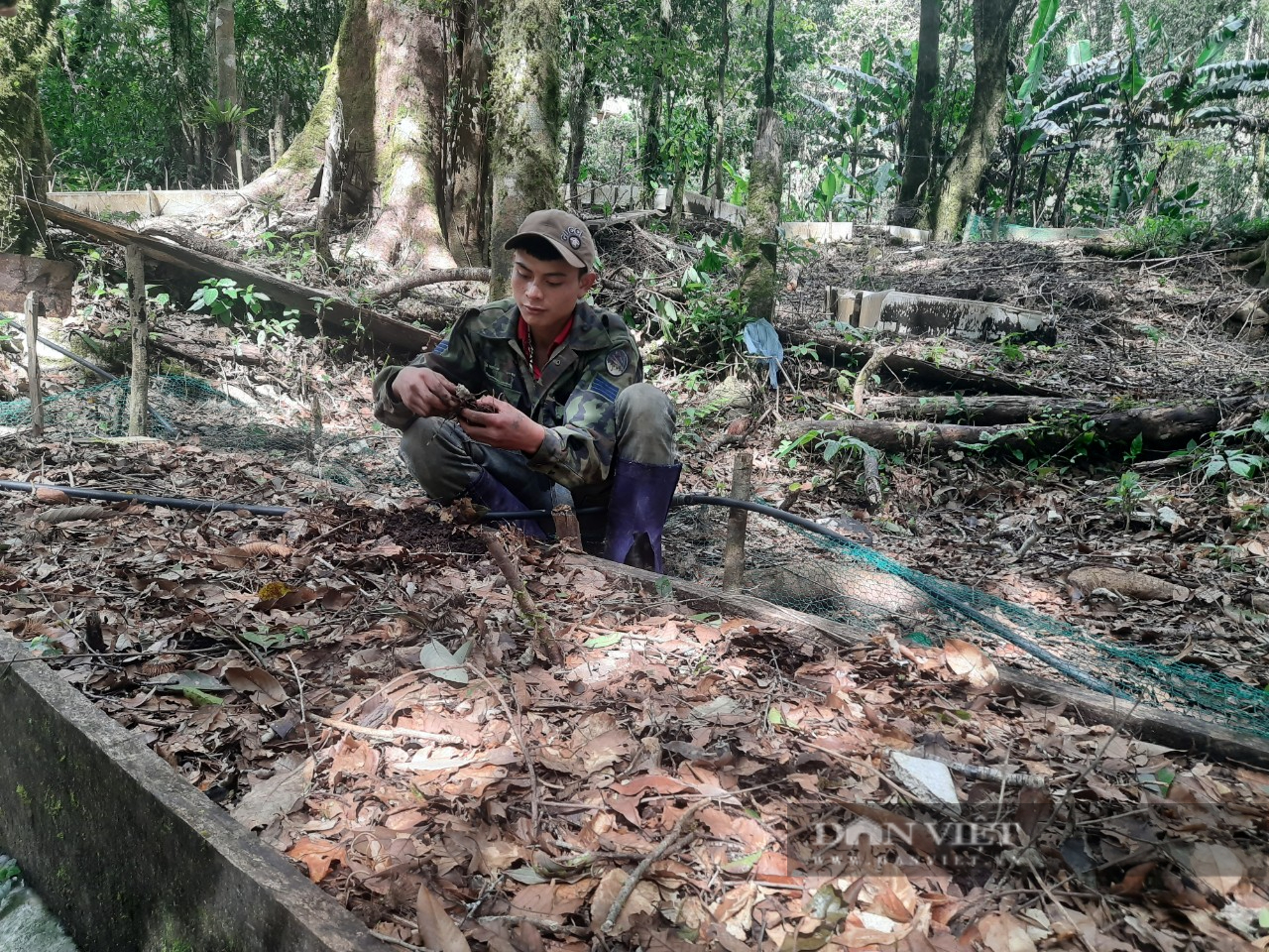 Kon Tum: Bảo tồn, phát triển &quot;Quốc Bảo&quot; sâm Ngọc Linh gắn với phát triển du lịch  - Ảnh 2.