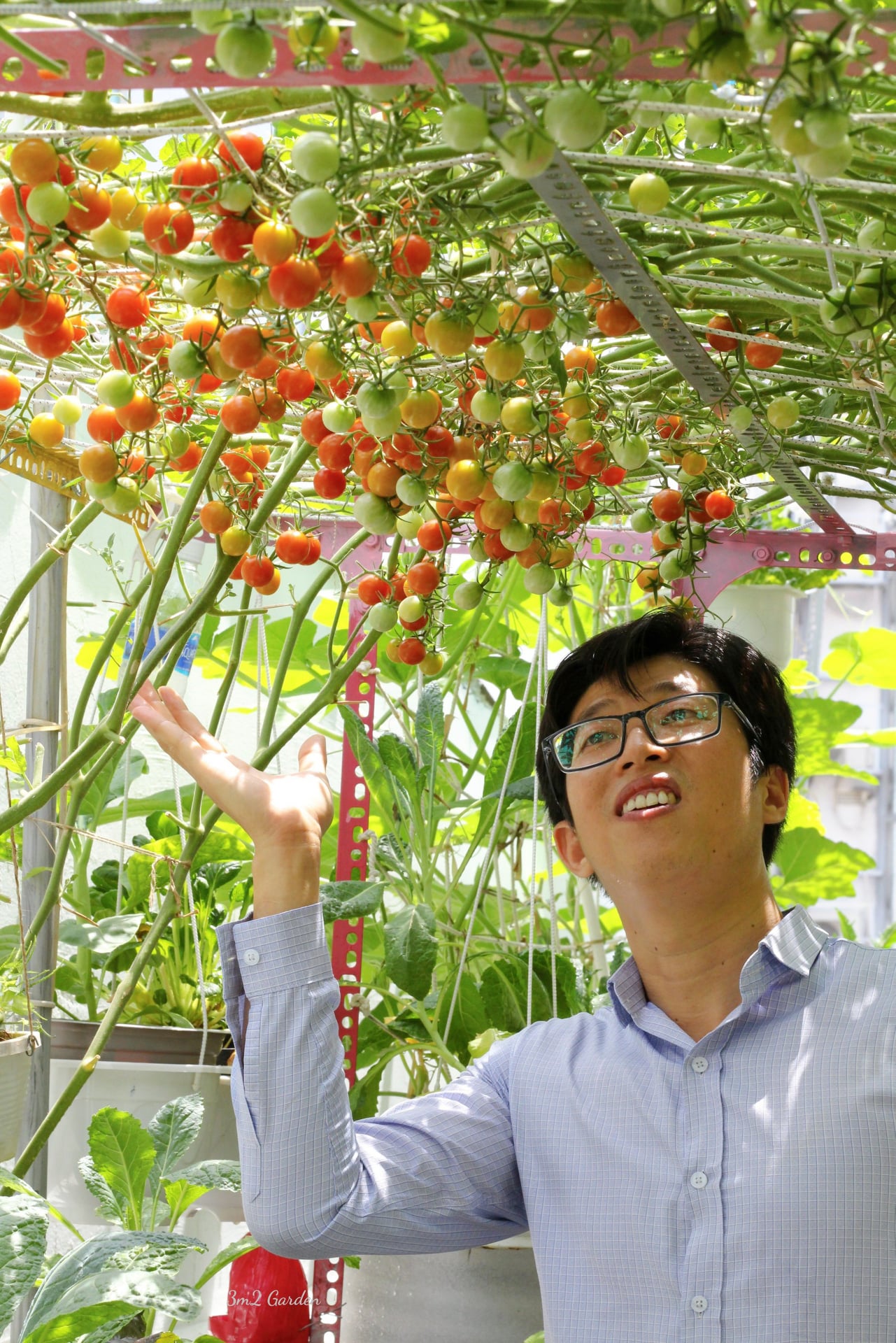 Video: Bỏ túi kinh nghiệm trồng cà chua thu hoạch mỏi tay không hết của ông bố Sài Gòn - Ảnh 6.