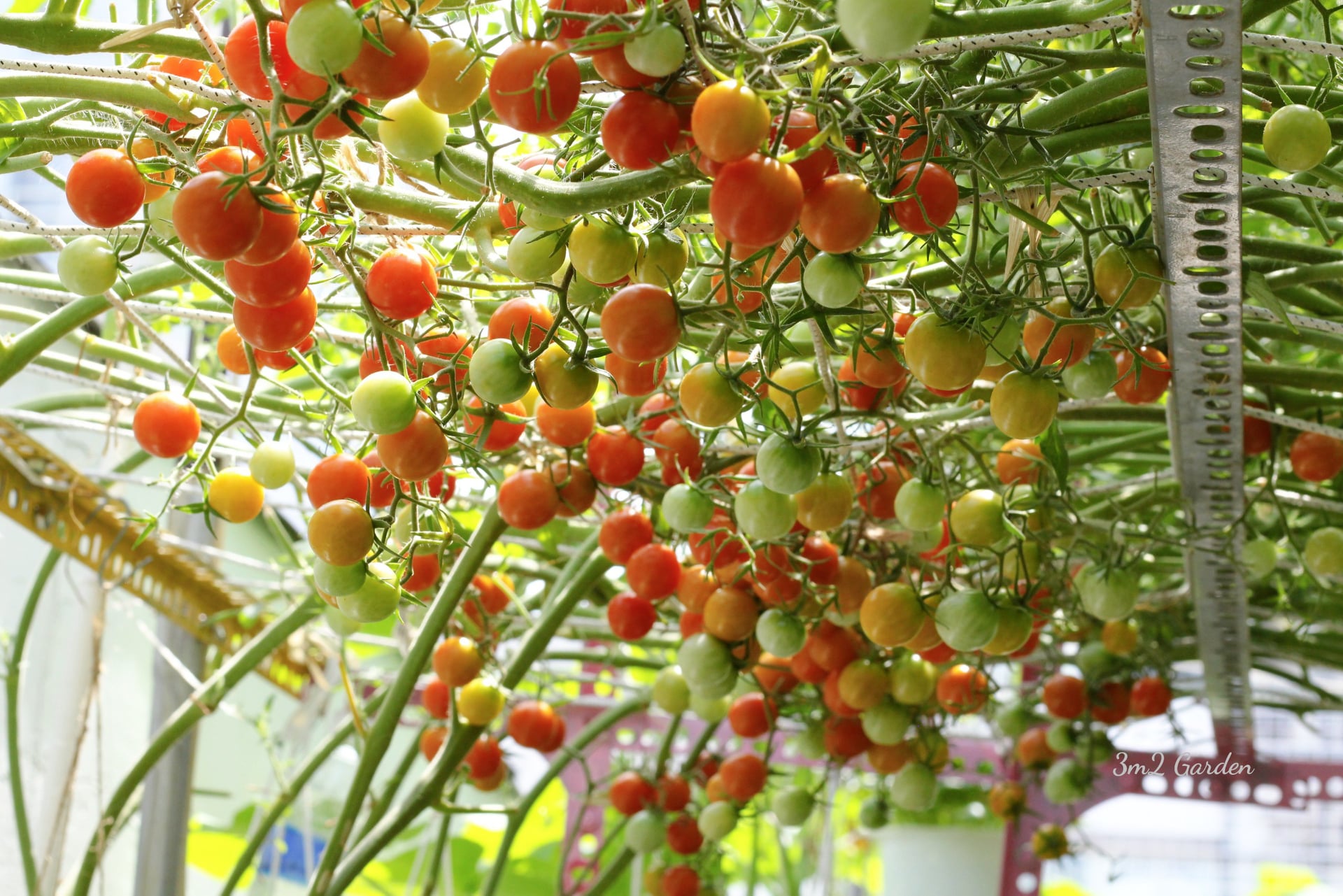 Video: Bỏ túi kinh nghiệm trồng cà chua thu hoạch mỏi tay không hết của ông bố Sài Gòn - Ảnh 4.