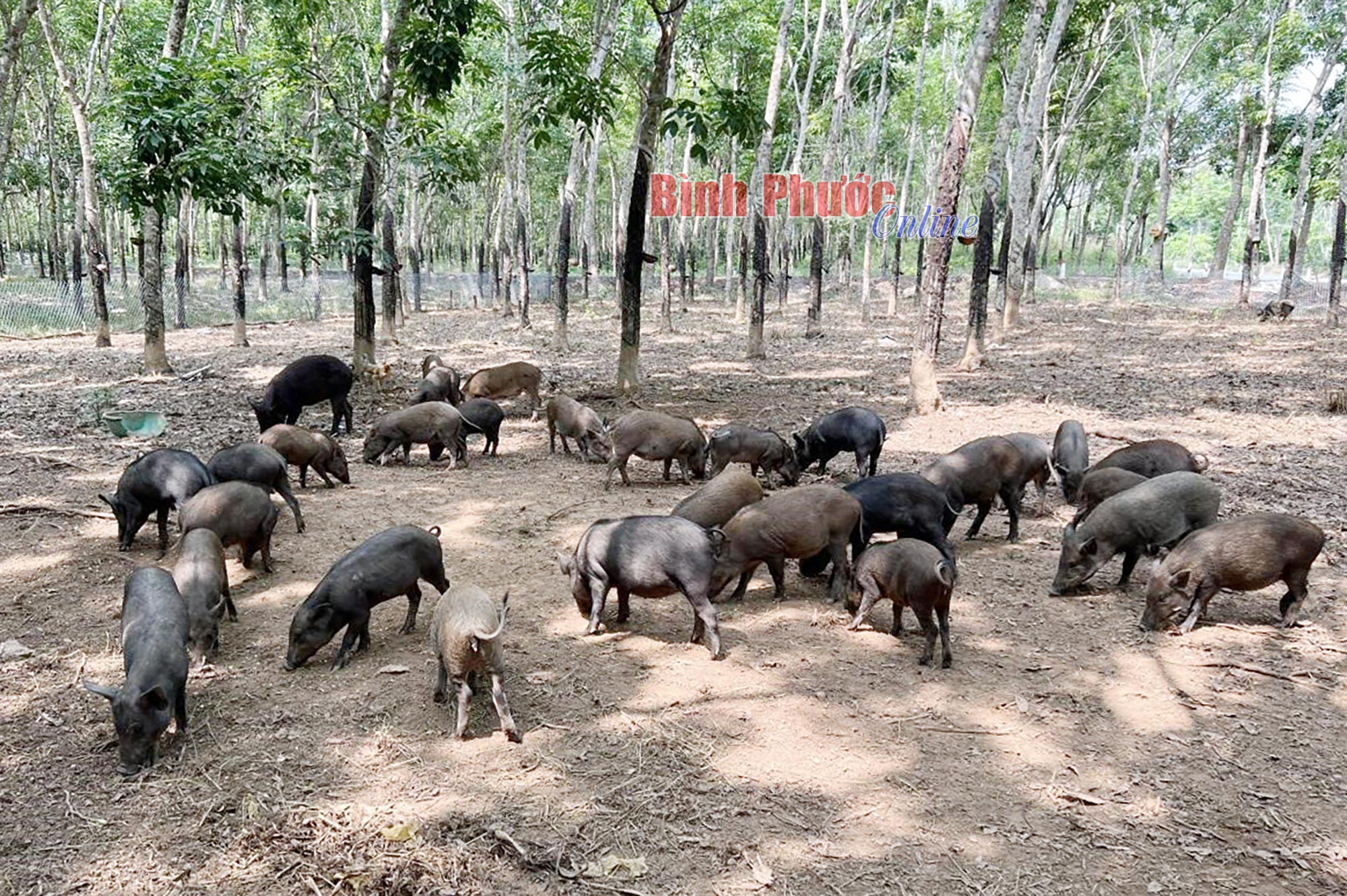 Chán nản vì giá mủ cao su lao dốc, nhà nông thả vô heo rừng lai, nghĩ làm chơi chơi ai ngờ thu tiền tỷ - Ảnh 1.