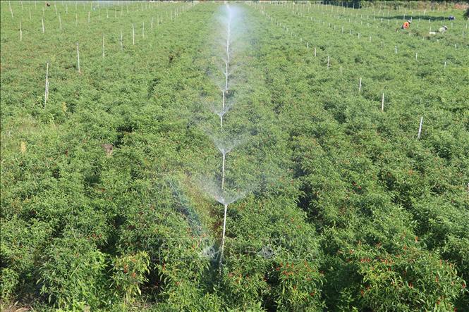 Công nghệ kỹ thuật tưới tiết kiệm nước cho những vùng khan hiếm nước ở  Việt Nam  TRUNG TÂM TƯ VẤN QUẢN LÝ THỦY NÔNG CÓ SỰ THAM GIA CỦA NGƯỜI