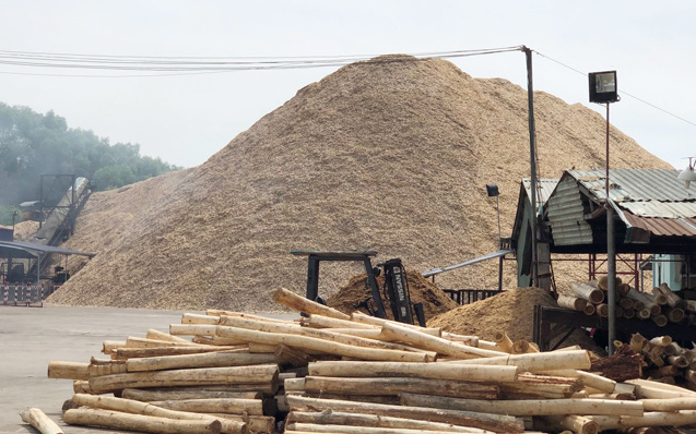 Quảng Ngãi: Tạm dừng cấp phép dự án đầu tư chế biến dăm gỗ 
