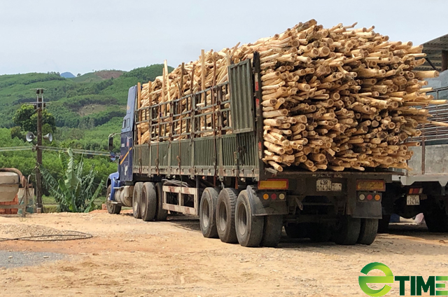 Quảng Ngãi: Tạm dừng cấp phép dự án đầu tư chế biến dăm gỗ  - Ảnh 3.