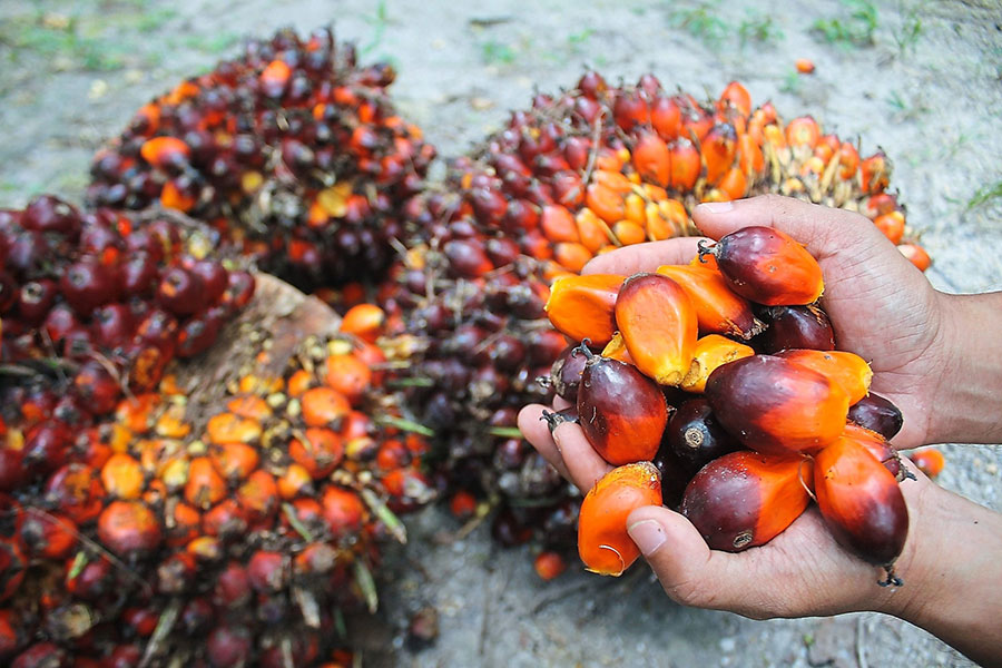 Indonesia cấm xuất khẩu dầu cọ thô và dầu ăn từ 28/4, khuyến cáo &quot;nóng&quot; các DN Việt Nam - Ảnh 1.