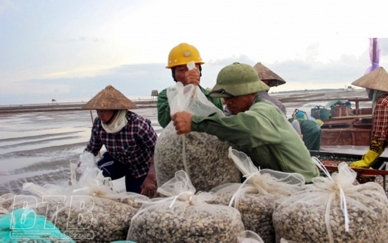 Nuôi con gì ngoài bãi biển, chả phải cho ăn mà dân xã này ở Thái Bình thu tới 100 tỷ/năm?