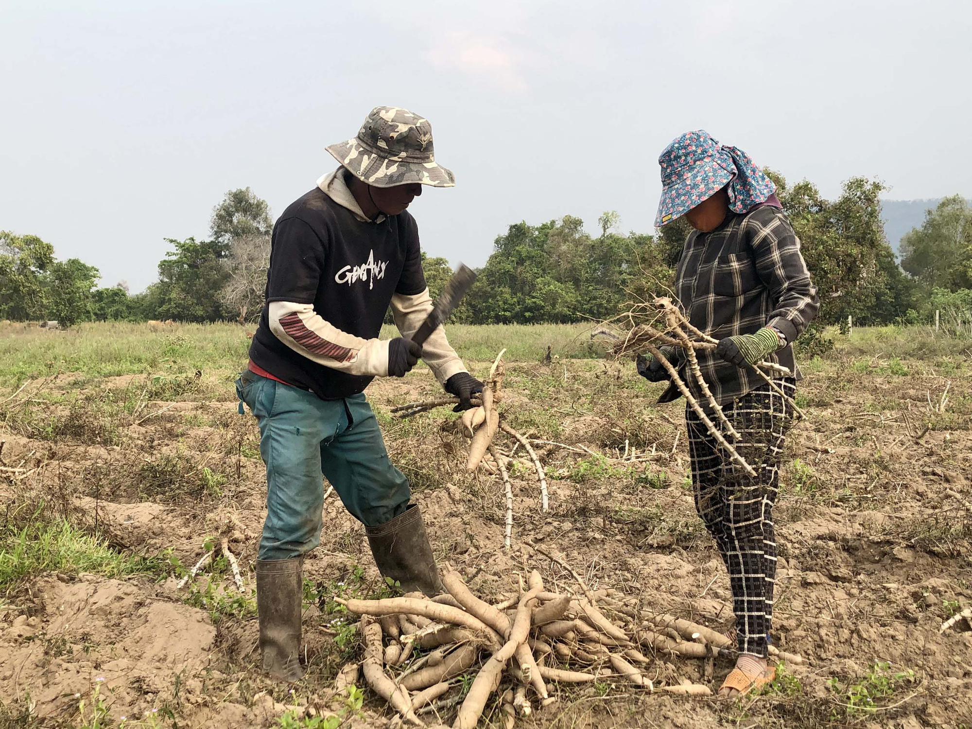 Cám cảnh trồng mì ở Gia Lai, nắng chang chang nhổ lên lèo tèo mấy còi dí, nông dân lỗ nặng hết chỗ nói - Ảnh 3.