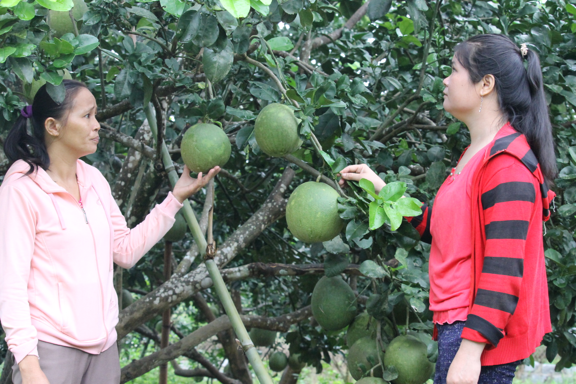 Cần thay đổi tư duy sản xuất nông nghiệp của bà con đồng bào dân tộc Khánh Hòa - Ảnh 2.
