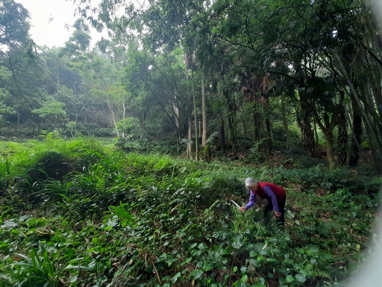 Bà nông dân 80 tuổi ở Vĩnh Phúc cả đời giữ rừng nuôi thứ chim trời ngày bay đi tối về ngủ - Ảnh 3.