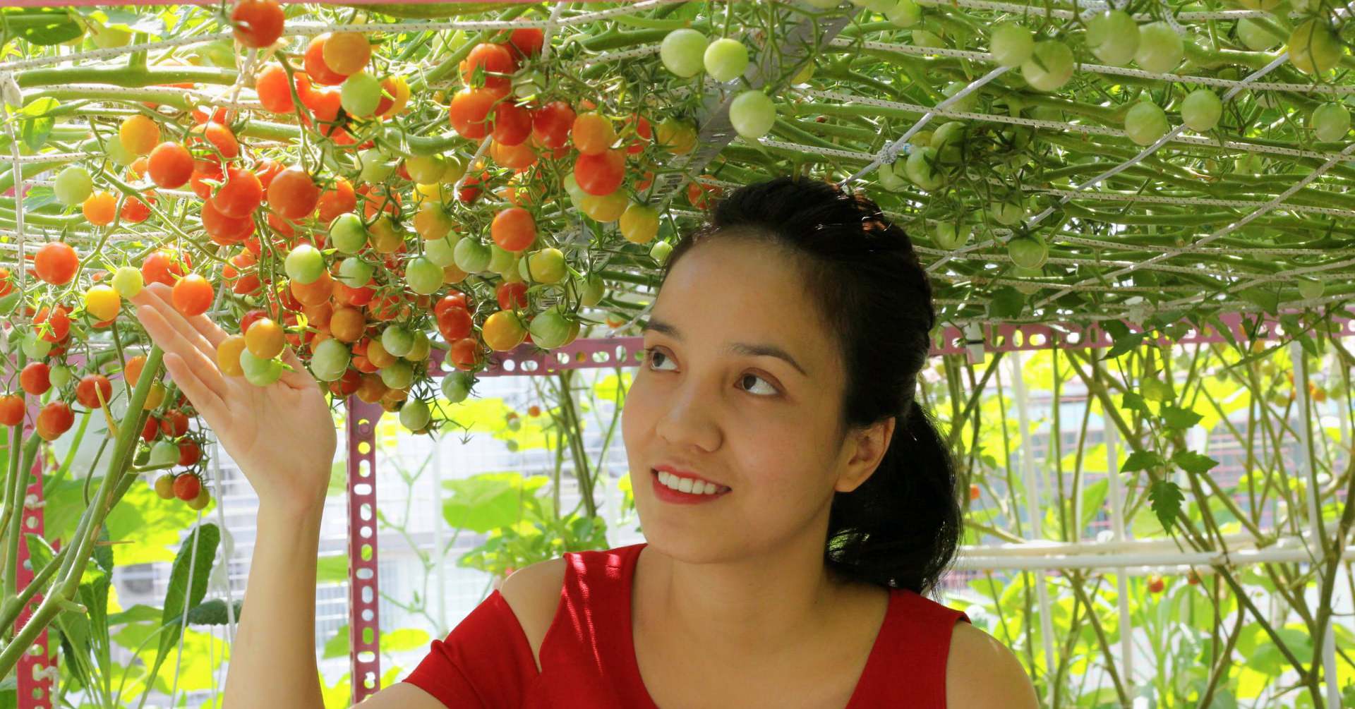 The experience of growing “red” tomatoes on the terrace of Saigon’s father