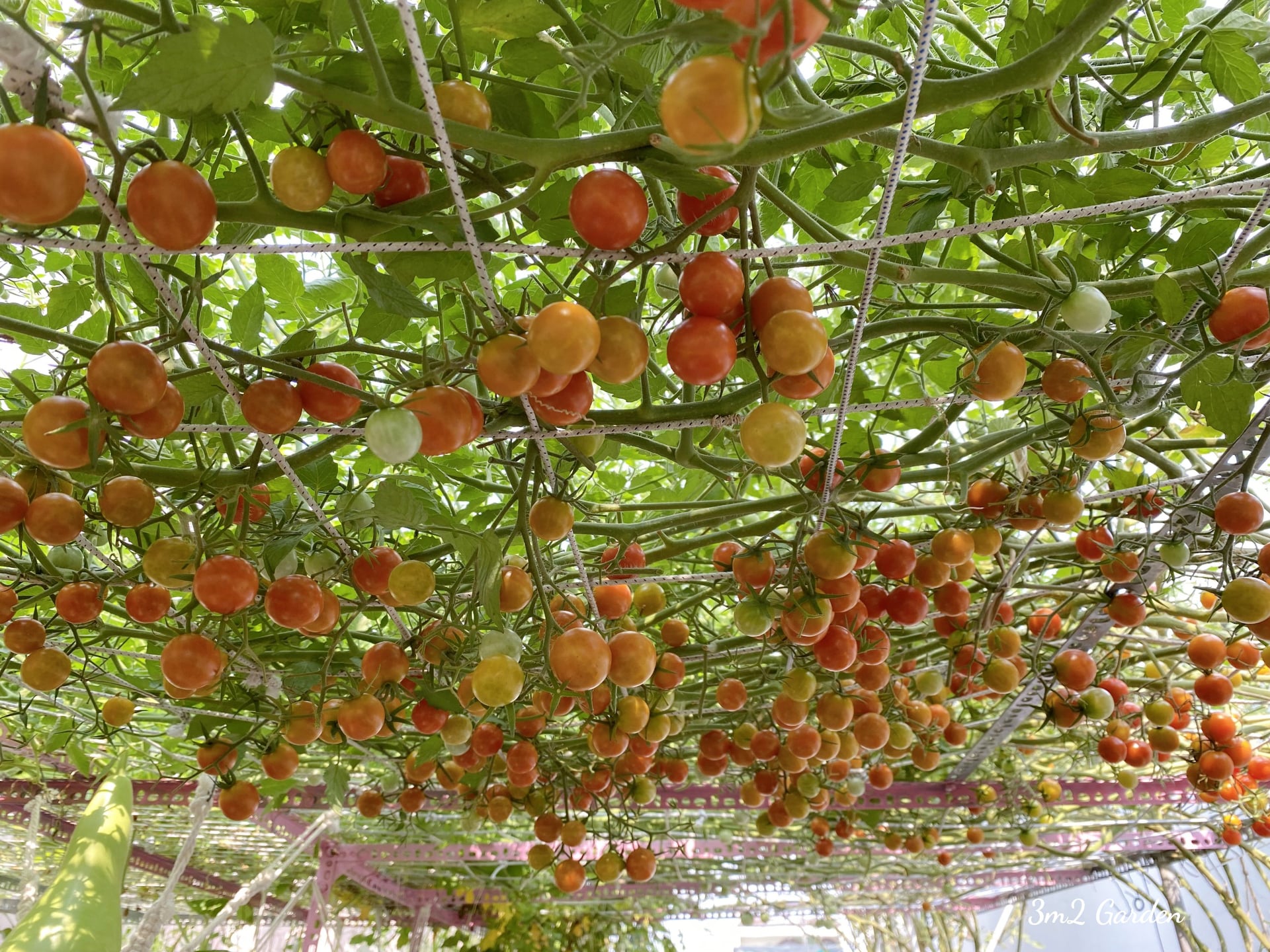 Video: Bỏ túi kinh nghiệm trồng cà chua thu hoạch mỏi tay không hết của ông bố Sài Gòn - Ảnh 2.