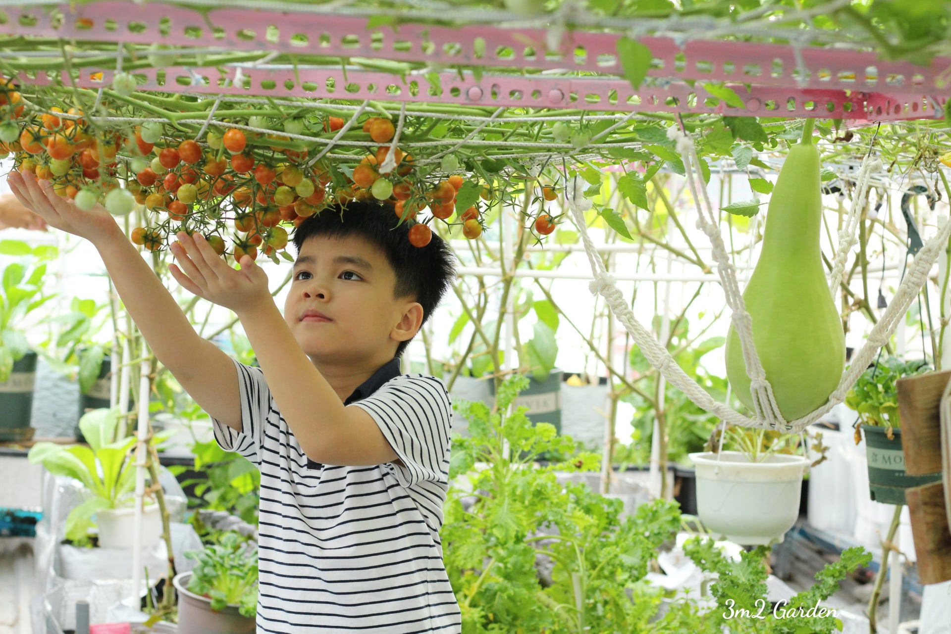 Bỏ túi kinh nghiệm trồng cà chua thu hoạch mỏi tay không hết của ông bố Sài Gòn - Ảnh 4.