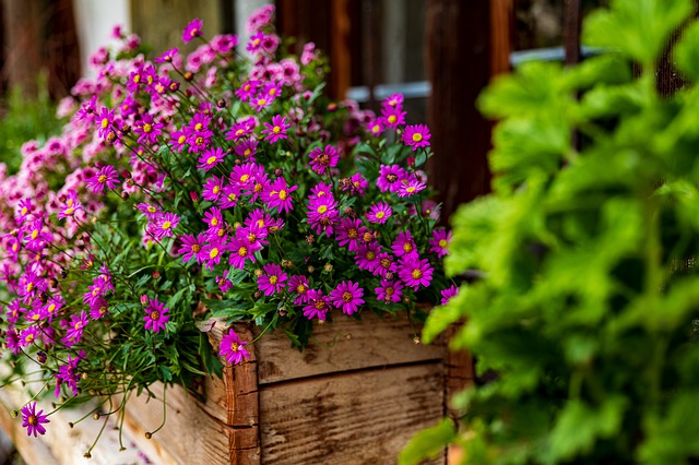 Fertilize bonsai this way, make sure the bonsai is good, the flowers and leaves are brilliant - Photo 1.