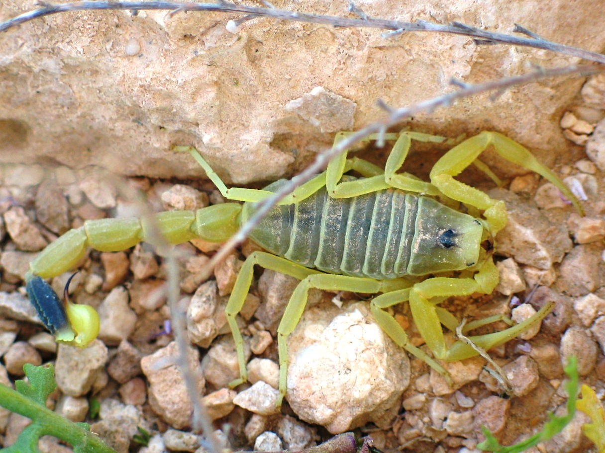 Indiana Jones was right: The bigger the scorpion, the more harmless it is - Photo 7.