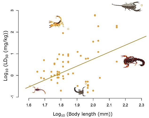 Indiana Jones was right: The bigger the scorpion, the more harmless it is - Photo 6.