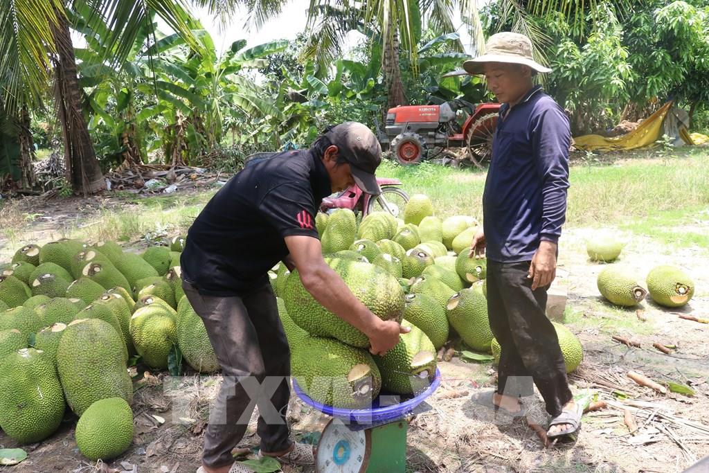 Đồng Tháp: Xót xa cây mít Thái &quot;hết thời&quot;, giá rớt thảm, bán trái mít nặng cả yến chỉ được 30.000 đồng - Ảnh 1.