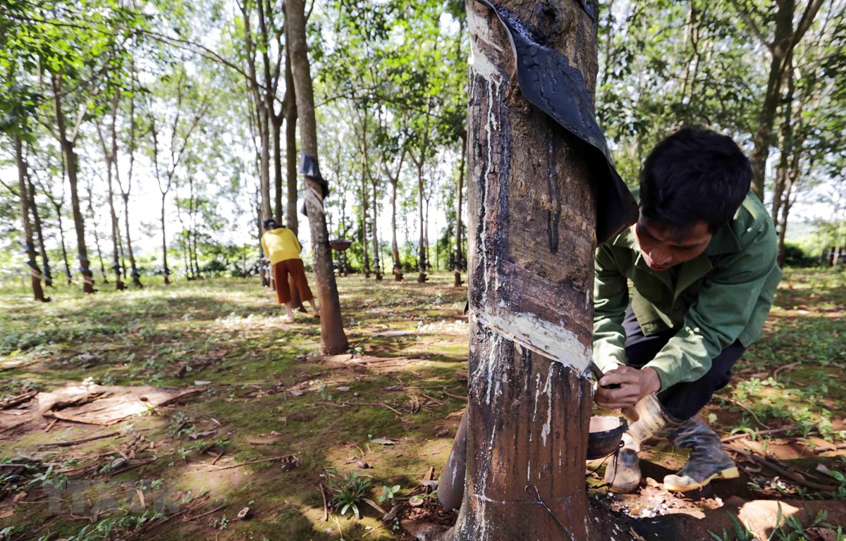 Giá cao su hôm nay 26/4: Giá cao su đỏ sàn, &quot;sốc&quot; toàn bộ thị trường - Ảnh 1.