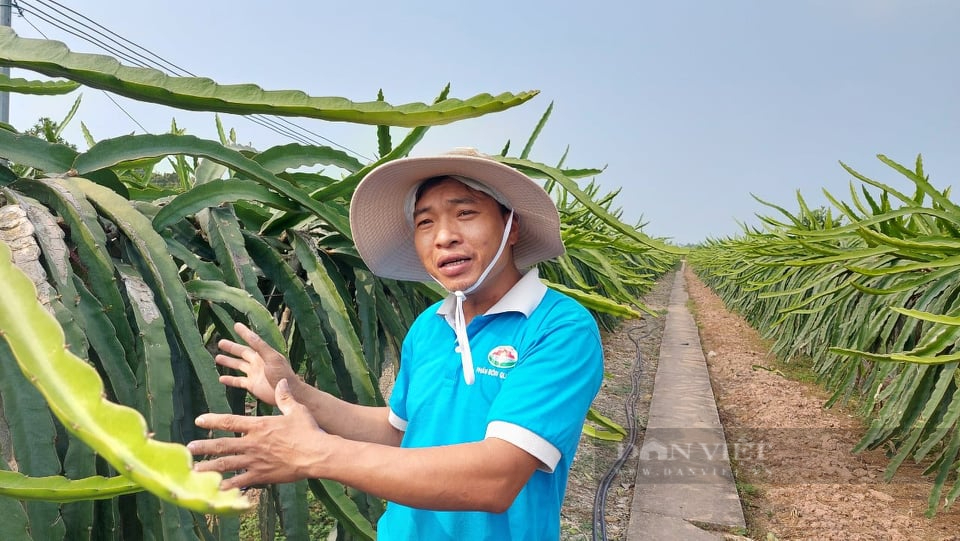 Hải Phòng:  Mắc giàn, chong điện trồng thanh long cho ra quả trái vụ, nông dân thu hàng trăm triệu /năm - Ảnh 4.