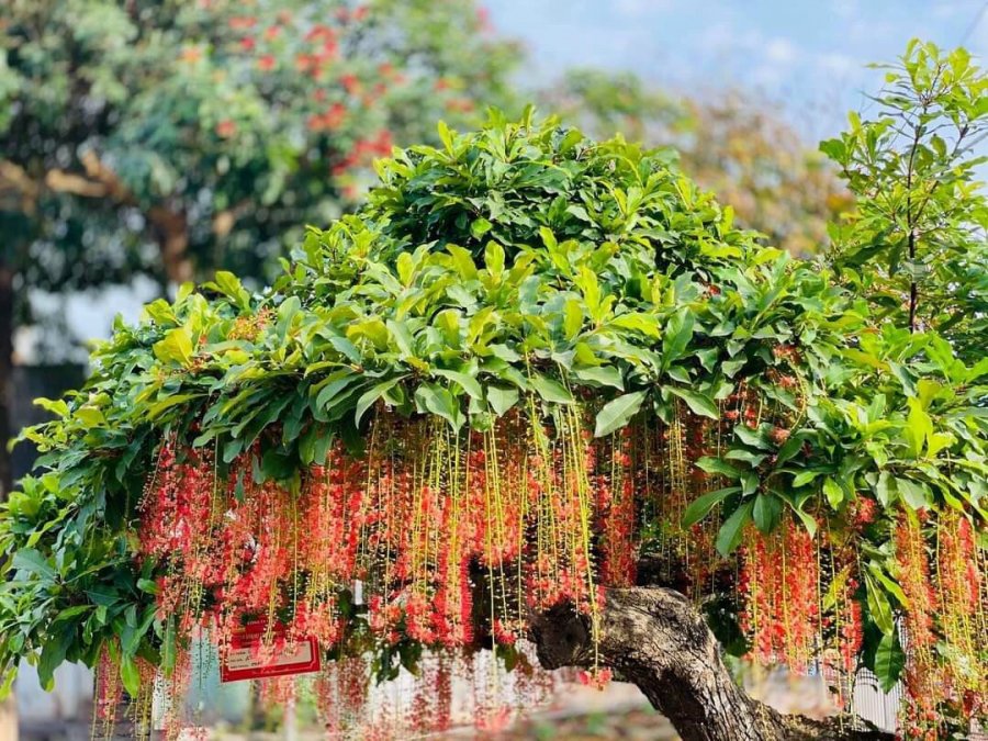 6 types of trees are likened to the God of Wealth, planted in front of the door will bring home fortune, eternal riches and descendants - Photo 4.