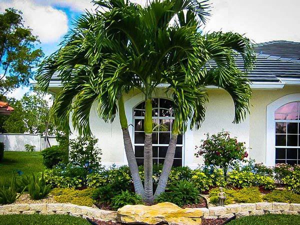 6 types of trees are likened to the God of Fortune, planted in front of the door will bring fortune to the house, the descendants of eternal wealth - Photo 2.