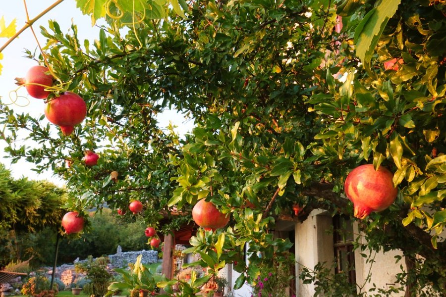 6 types of trees are likened to the God of Fortune, planted in front of the door will bring fortune to the house, and the descendants will be eternally rich - Photo 5.