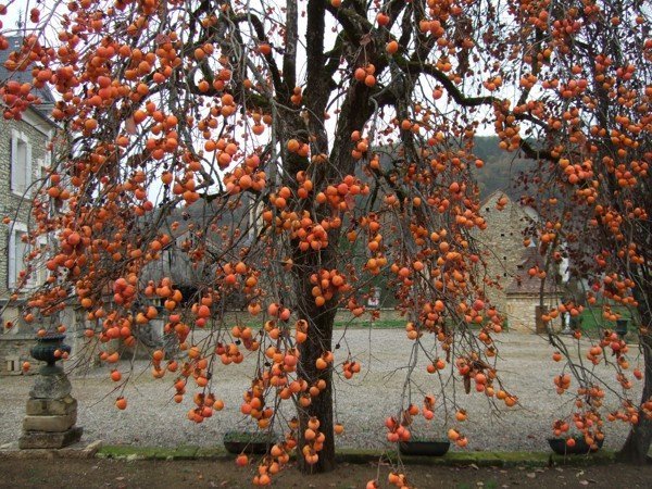 6 types of trees are likened to the God of Wealth, planted in front of the door will bring fortune to the house, eternal wealth and prosperity - Photo 6.