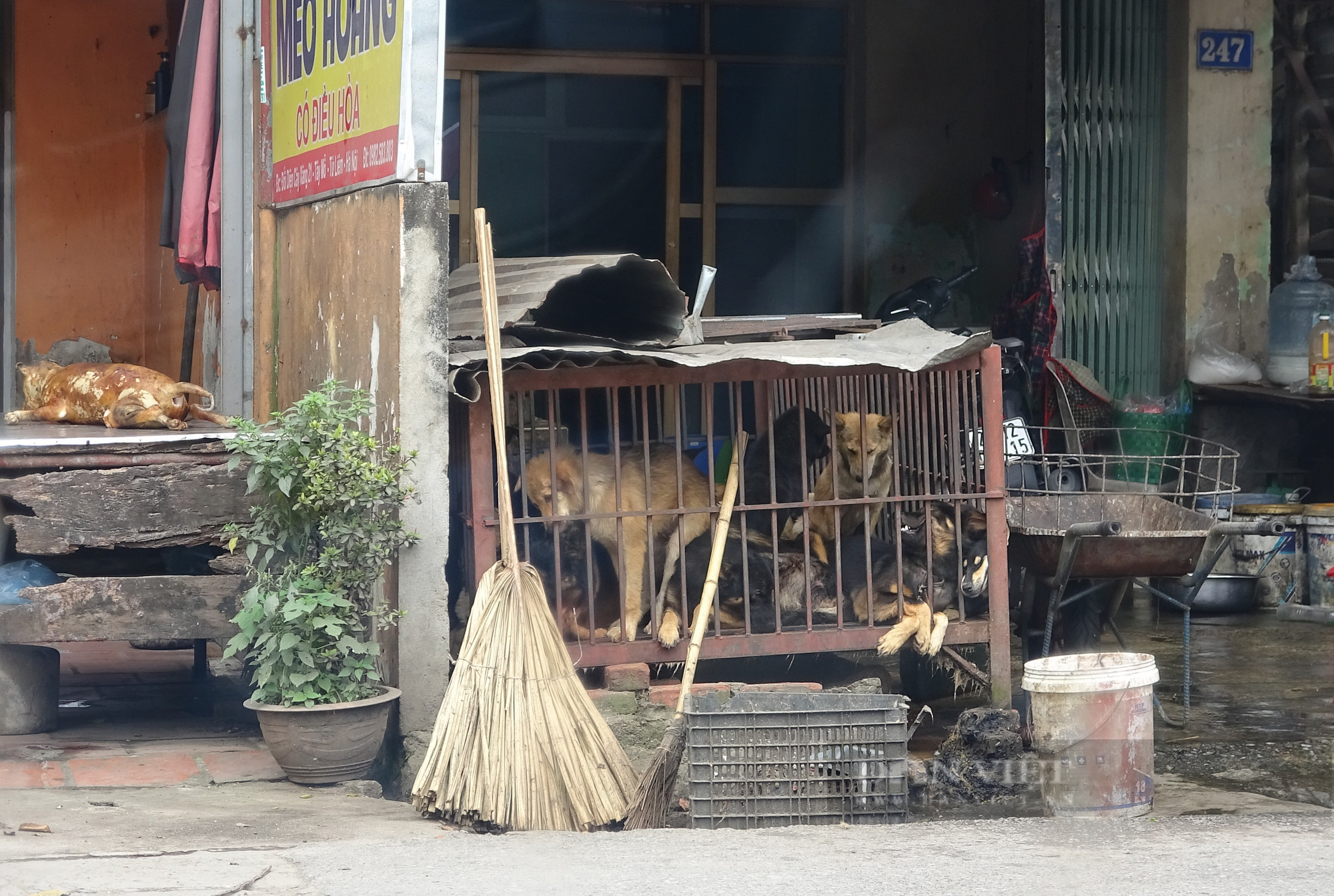 Phố nổi tiếng kinh doanh thịt chó mèo lớn nhất ở Hà Nội, mỗi ngày giết thịt cả trăm con - Ảnh 3.