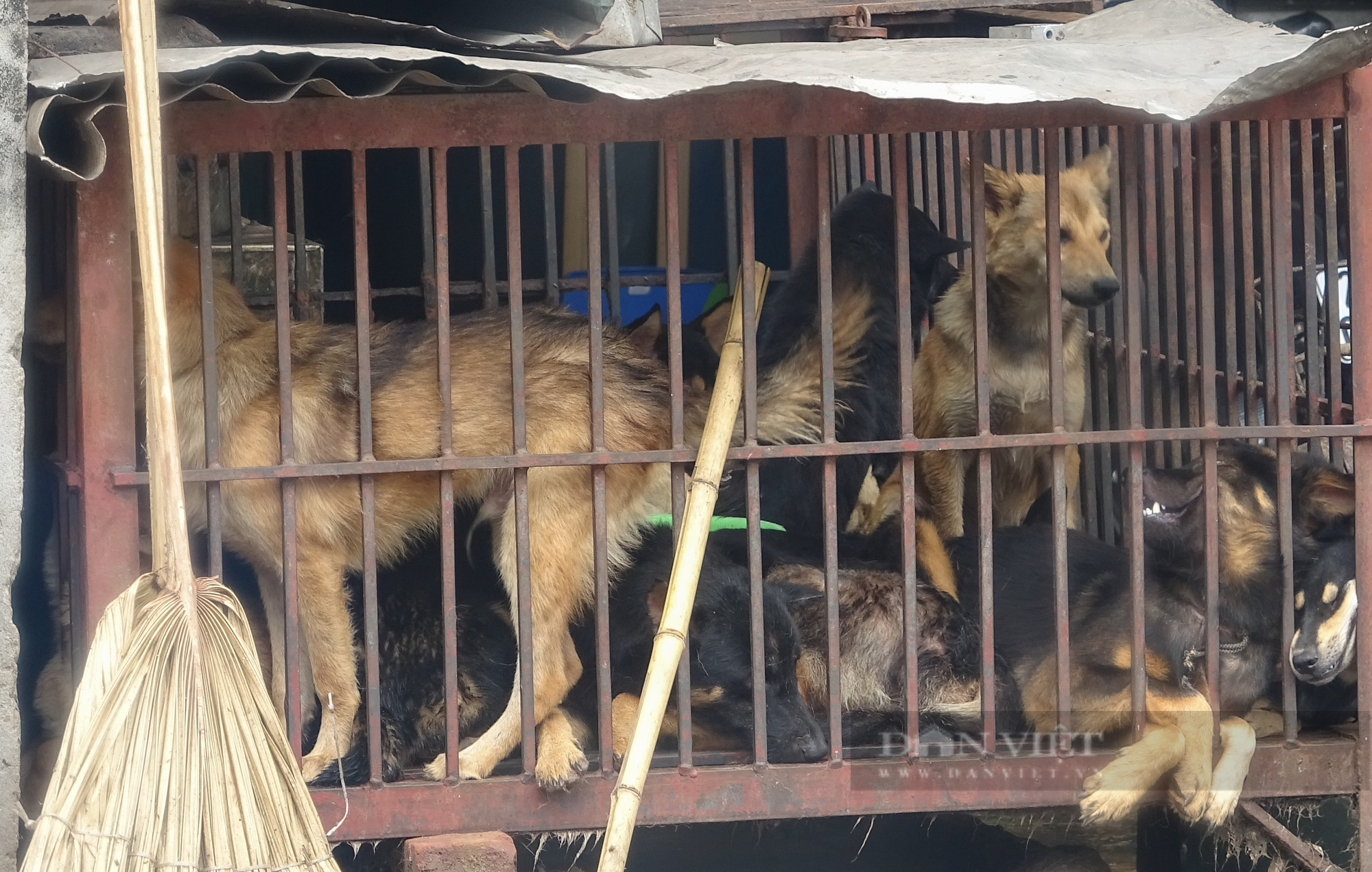 Phố nổi tiếng kinh doanh thịt chó mèo lớn nhất ở Hà Nội, mỗi ngày giết thịt cả trăm con - Ảnh 5.